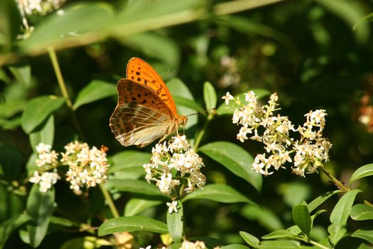 Silver-washed Fritillary (Argynnis paphia) on a flower