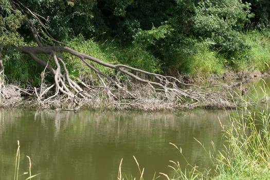 Pond in a floodplain