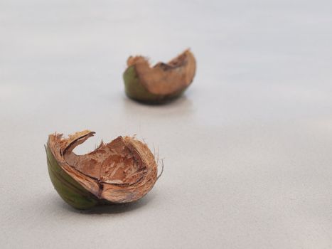 Open coconut shells on the shore of a white sand beach