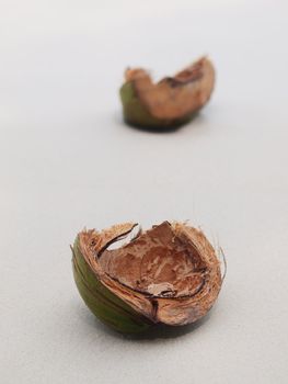 Open coconut shells on the shore of a white sand beach