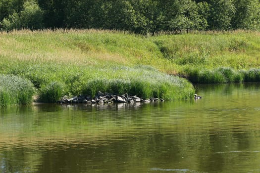 Elbe river in Saxony-Anhalt / Germany, in summer