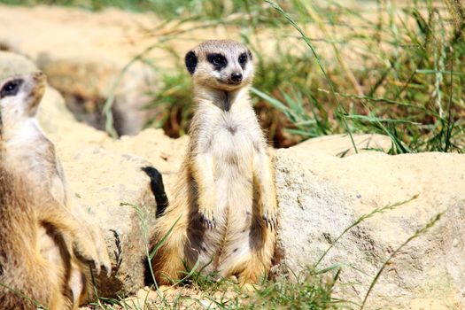 The meerkat or suricate sitting on the sand