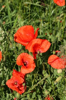 Corn rose (Papaver rhoeas) in a field