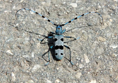 Rosalia alpina - Rosalia longicorn - very rare insect