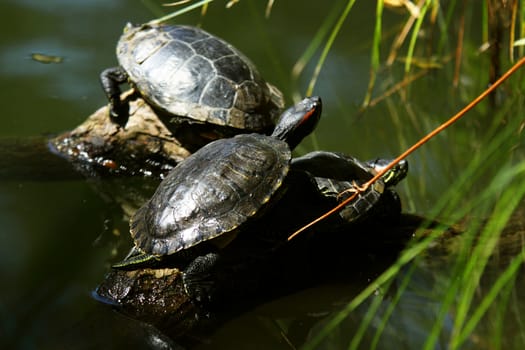 red-eared slider - semiaquatic turtle- resting on the sun