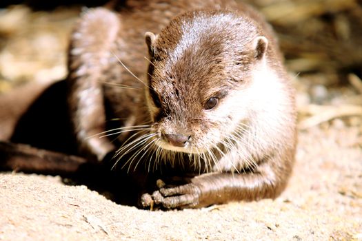 portrait of European Otter - freshwater otter