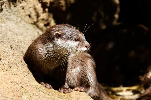 European Otter- typical of freshwater otters