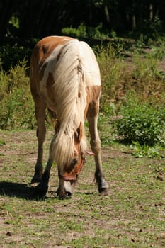 Horse in a pasture