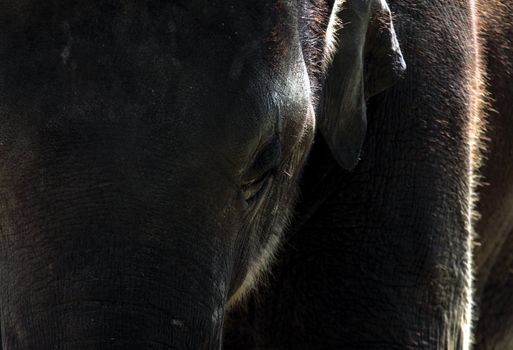 abstract picture of elephant extremely close up