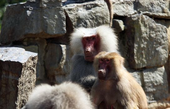 couple of adult Hamadryas baboon during sunny day