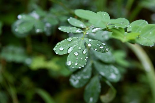 green leaf with clear raindrops