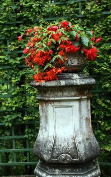 old stone pot with red flowers 