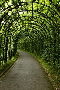 live green tunnel made with plants