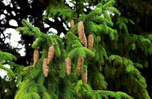 green spruce branch with cones close up