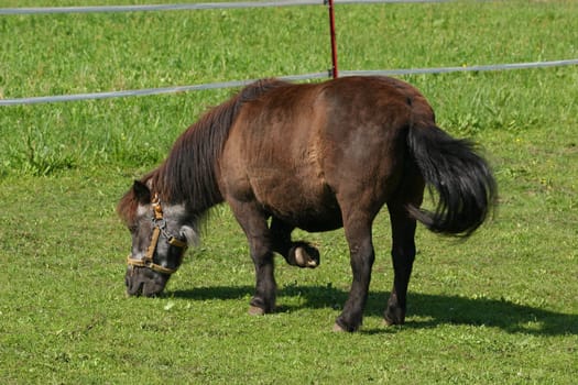 Pony in a pasture