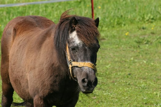 Pony in a pasture - portrait