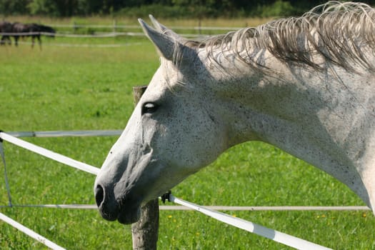 Horse in a pasture - portrait