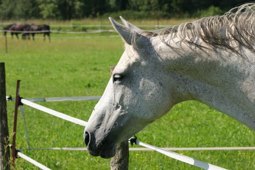Horse in a pasture - portrait