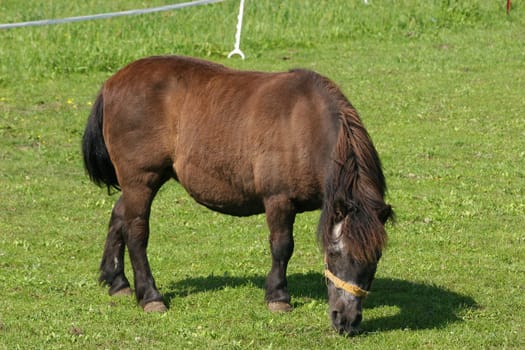 Pony in a pasture