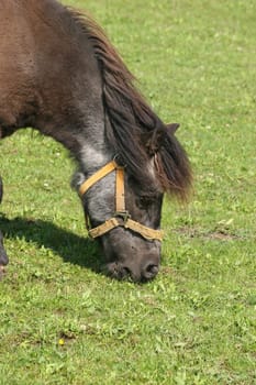 Pony in a pasture - portrait