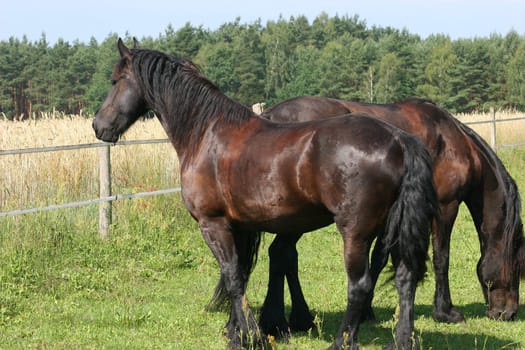 Horse in a pasture