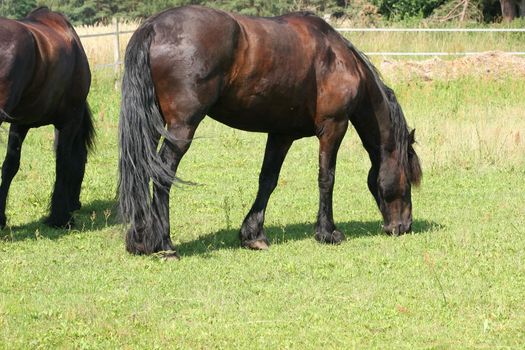 Horse in a pasture