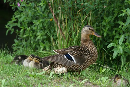 Female wild duck (Anas platyrhynchos) with ducklings in the sun