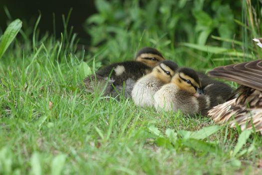 Wild duck ducklings (Anas platyrhynchos) in the sun