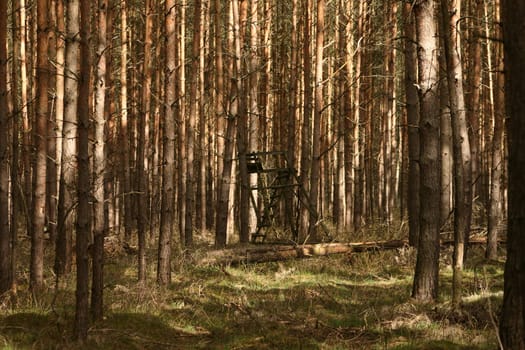 Hunt raised hide in the forest