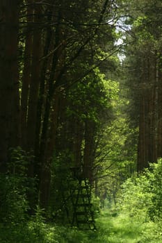 Hunt raised hide in the forest