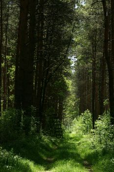 Hunt raised hide in the forest