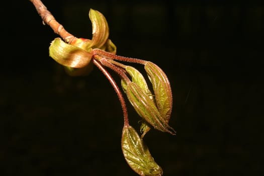 Sprouting young leaves and shoots in early spring