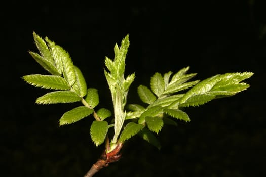 Sprouting young leaves and shoots in early spring