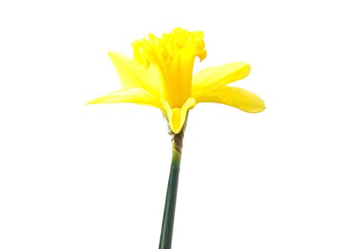 Daffodil