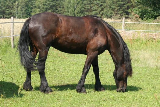 Horse in a pasture