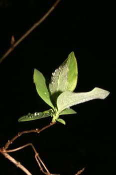 Sprouting young leaves and shoots in early spring