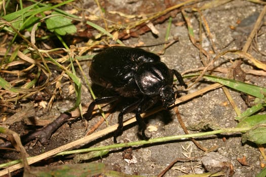 Hermit beetle (Osmoderma eremita) on a forest path