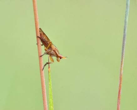 Marsh Fly perched on a plant stem in a swamp.