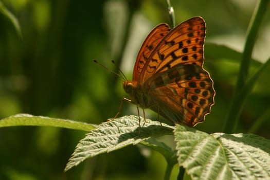 Silver-washed Fritillary (Argynnis paphia) - male on a plant