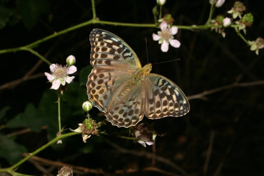 Silver-washed Fritillary (Argynnis paphia) - female on a plant