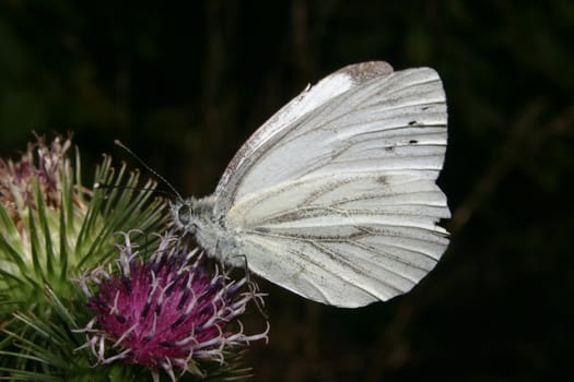Small White (Pieris rapae) on a plant