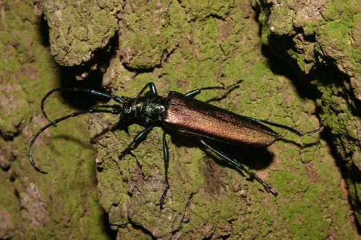 Musk beetle (Aromia moschata) - Male on a tree trunk