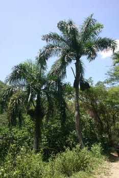 Palm trees in the mountains near Laguna Salada, Dominican Republic