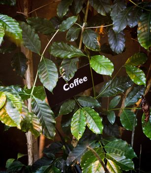 coffee label on the coffee tree in tropical garden