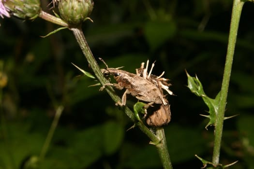 Weevil (Curculio glandium) on a plant