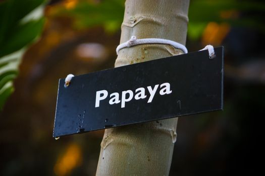 papaya label on the papaya tree in tropical garden