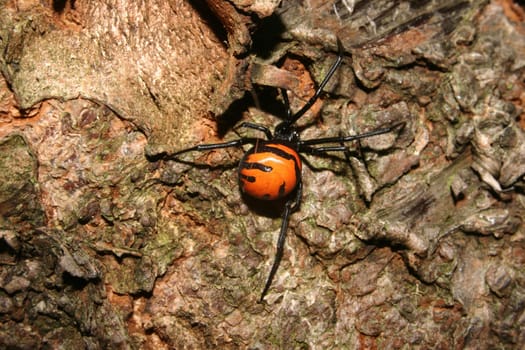 Widow Spider on a tree