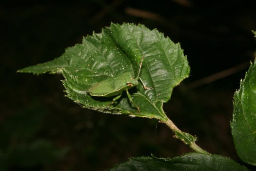 Green shield bug (Palomena prasina) on a plant