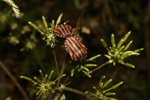 Strip bugs (Graphosoma lineatum) when mating on a flower