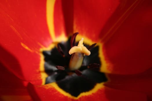 Flower of a tulip